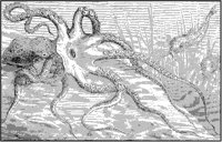 Cuttlefish 2.tif