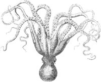 Eight-Armed Cuttlefish.tif