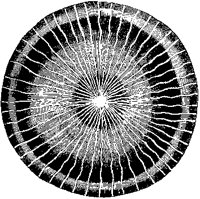 Eudora Undulosa 2.tif