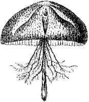 Favonia Octonema.tif