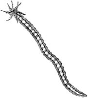Holothuria.tif