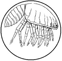 Limulus Embryo.tif
