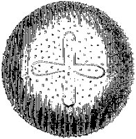 Lymnorea Triedra 1.tif