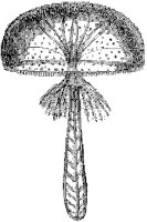 Lymnorea Triedra 2.tif