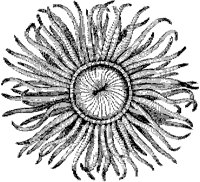 Mouth of Sea Anemone.tif