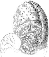 Nautilus 1.tif