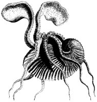 Nautilus with Shell.tif