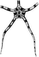 Ophiura Annulosa.tif