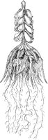 Physsophora Muzonema.tif