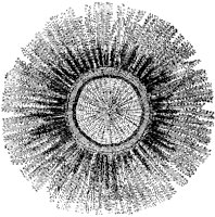 Polybrachionia Linnaeana.tif