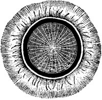 Porpita Gigantea 1.tif