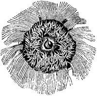 Porpita Gigantea 2.tif