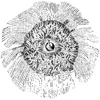 Porpita Gigantea 2 (Soft).tif