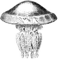 Rhizostoma Cuvieri.tif