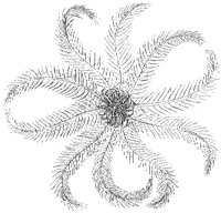 Rosy Feather Star.tif