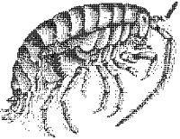 Sandhopper.tif