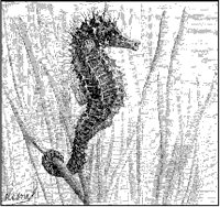 Sea Horse 1.tif