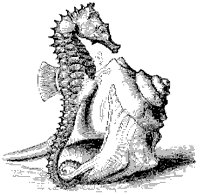 Sea Horse 2.tif