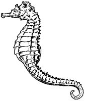 Sea Horse 3.tif