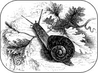 Snail with Leaves.tif