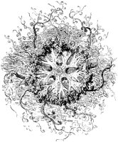 Starfish with Many Branches.tif