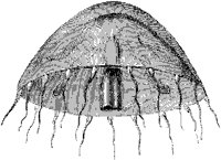 Thaumatias Cymbaloidea.tif