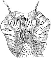 Undulated Volute Anterior.tif