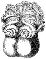 Ventricose Cuttlefish.tif
