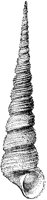 Awl-Shaped Turritella Shell 1.tif