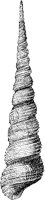 Awl-Shaped Turritella Shell 2.tif