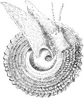 Cook's Turbo Shell 1.tif