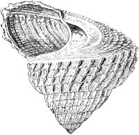 Cook's Turbo Shell 2.tif