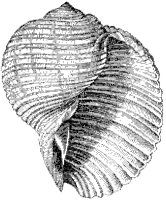 Dolium Galea Shell.tif