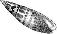Episcopal Mitre Shell 2.tif