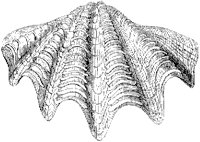 Giant Tridacna Shell.tif