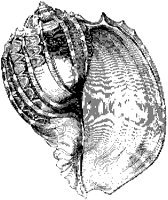 Harp Shell.tif
