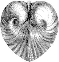 Heart Isocordia Shell.tif