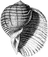 Helmet Dolium Shell.tif