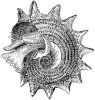 Imperial Trochus Shell.tif