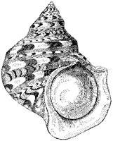 Marbled Turbo Shell 1.tif
