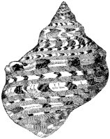 Marbled Turbo Shell 2.tif
