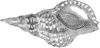 Marine Trumpet Shell.tif