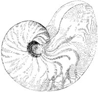Nautilus 2.tif