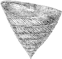 Obelisk Trochus Shell.tif