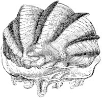Oyster Shell 1.tif