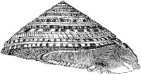 Perspective Solarium Shell 1.tif
