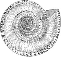 Perspective Solarium Shell 2.tif