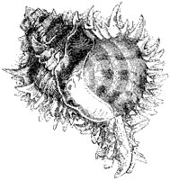 Royal Murex Shell.tif