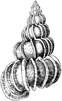 Royal Staircase Shell.tif
