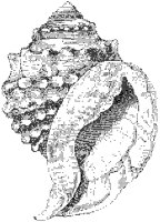 Spinous Cassidaria Shell.tif